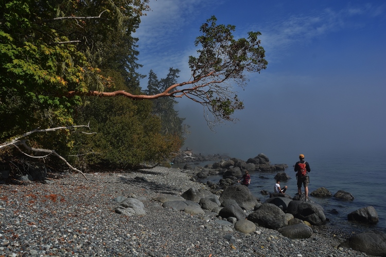 madone tree over water